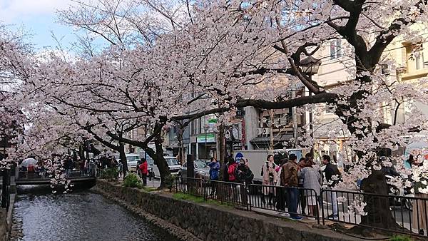 京都賞櫻行:鴨川尋花蹤.高瀨川櫻滿開