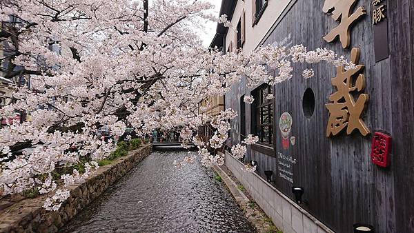 京都賞櫻行:鴨川尋花蹤.高瀨川櫻滿開