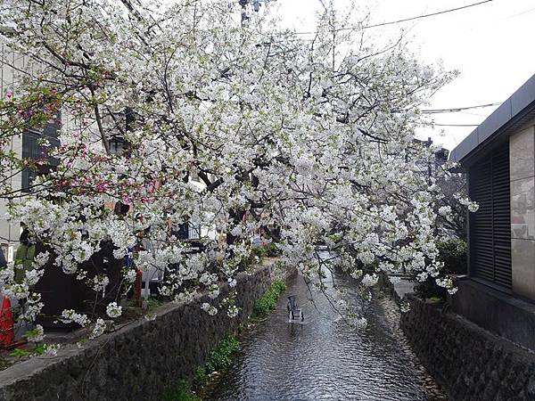 京都賞櫻行:鴨川尋花蹤.高瀨川櫻滿開