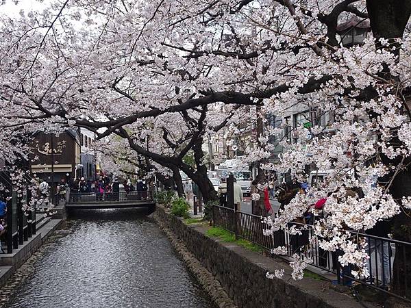 京都賞櫻行:鴨川尋花蹤.高瀨川櫻滿開