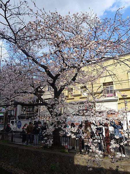 京都賞櫻行:鴨川尋花蹤.高瀨川櫻滿開