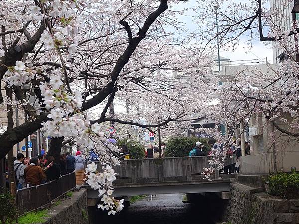 京都賞櫻行:鴨川尋花蹤.高瀨川櫻滿開