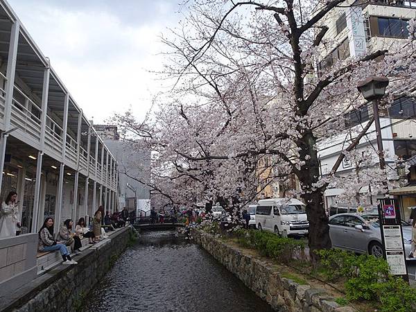 京都賞櫻行:鴨川尋花蹤.高瀨川櫻滿開