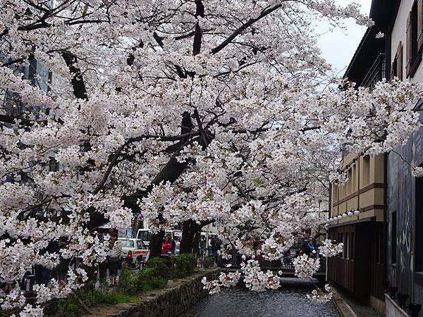 京都賞櫻行:鴨川尋花蹤.高瀨川櫻滿開