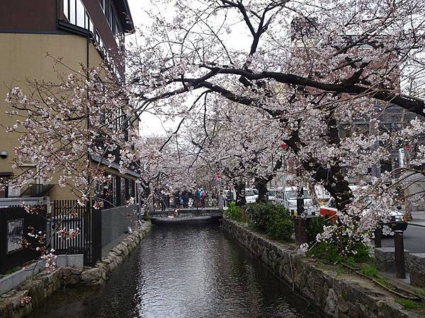 京都賞櫻行:鴨川尋花蹤.高瀨川櫻滿開