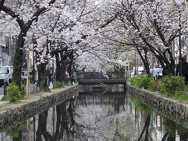 京都賞櫻行:鴨川尋花蹤.高瀨川櫻滿開