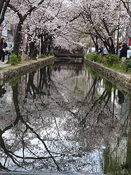 京都賞櫻行:鴨川尋花蹤.高瀨川櫻滿開