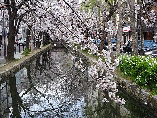 京都賞櫻行:鴨川尋花蹤.高瀨川櫻滿開