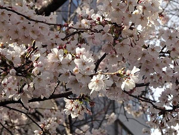 京都賞櫻行:鴨川尋花蹤.高瀨川櫻滿開