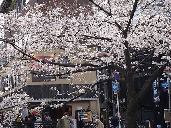 京都賞櫻行:鴨川尋花蹤.高瀨川櫻滿開