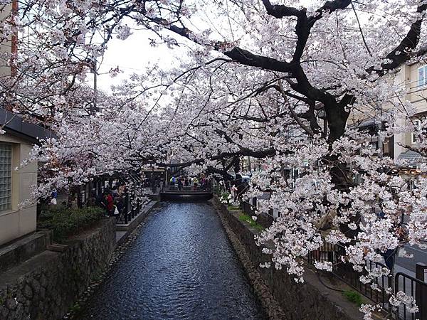 京都賞櫻行:鴨川尋花蹤.高瀨川櫻滿開