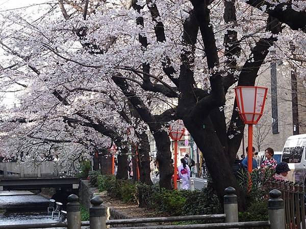 京都賞櫻行:鴨川尋花蹤.高瀨川櫻滿開