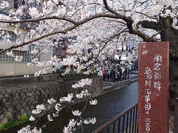 京都賞櫻行:鴨川尋花蹤.高瀨川櫻滿開