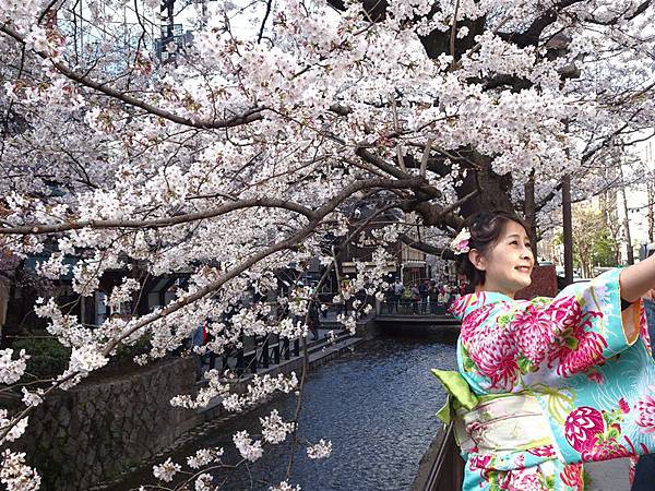 京都賞櫻行:鴨川尋花蹤.高瀨川櫻滿開