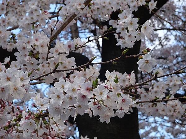 京都賞櫻行:鴨川尋花蹤.高瀨川櫻滿開