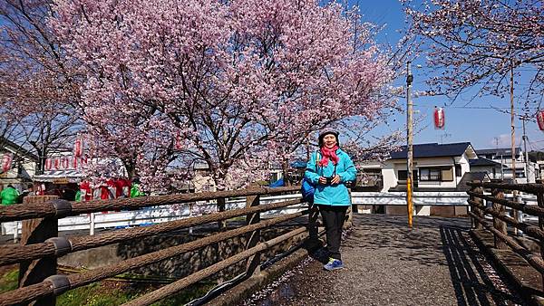 京都賞櫻行:奈良佐保川櫻花隧道