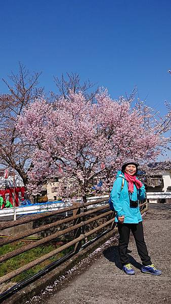 京都賞櫻行:奈良佐保川櫻花隧道