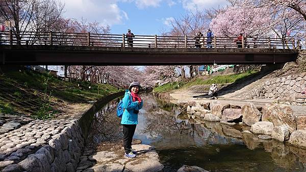 京都賞櫻行:奈良佐保川櫻花隧道