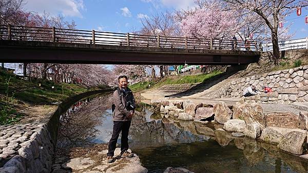 京都賞櫻行:奈良佐保川櫻花隧道