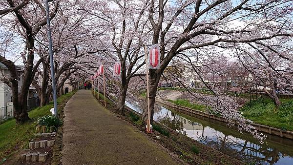 京都賞櫻行:奈良佐保川櫻花隧道