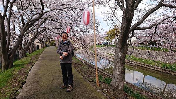 京都賞櫻行:奈良佐保川櫻花隧道