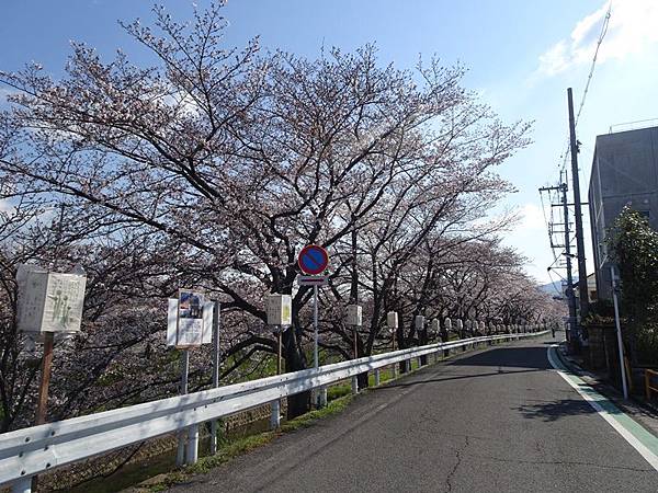 京都賞櫻行:奈良佐保川櫻花隧道