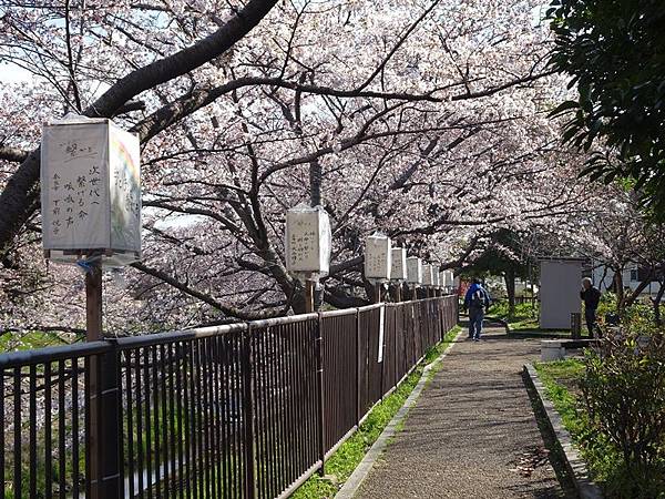 京都賞櫻行:奈良佐保川櫻花隧道