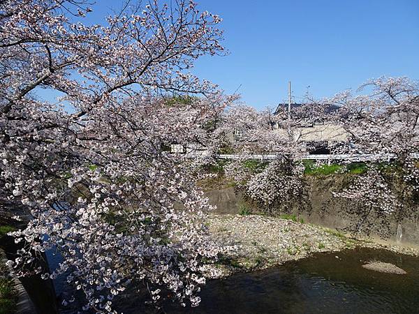 京都賞櫻行:奈良佐保川櫻花隧道