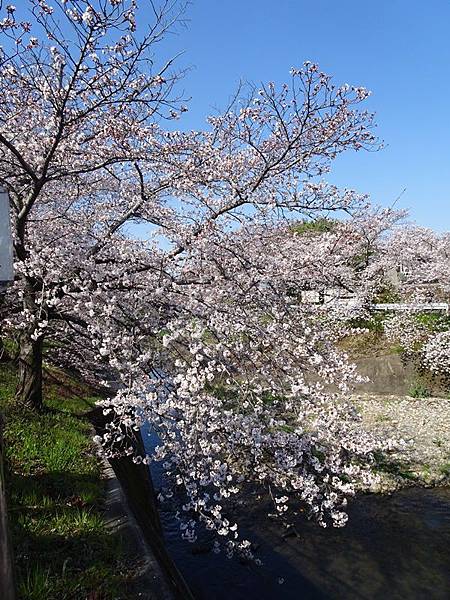 京都賞櫻行:奈良佐保川櫻花隧道