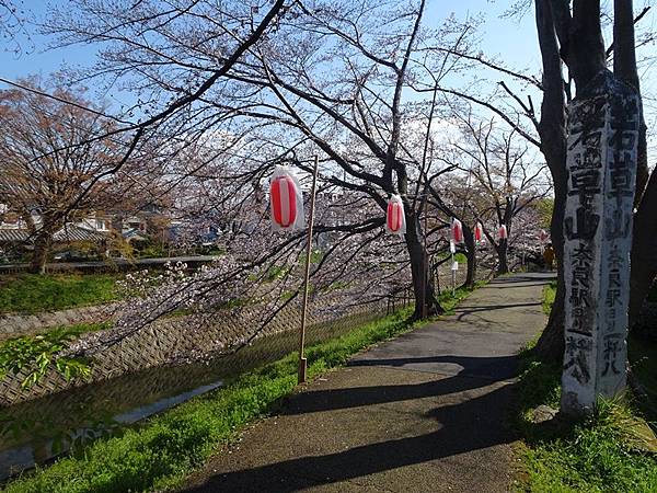 京都賞櫻行:奈良佐保川櫻花隧道