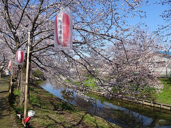 京都賞櫻行:奈良佐保川櫻花隧道