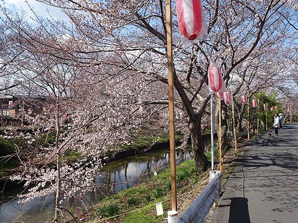 京都賞櫻行:奈良佐保川櫻花隧道