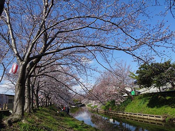 京都賞櫻行:奈良佐保川櫻花隧道