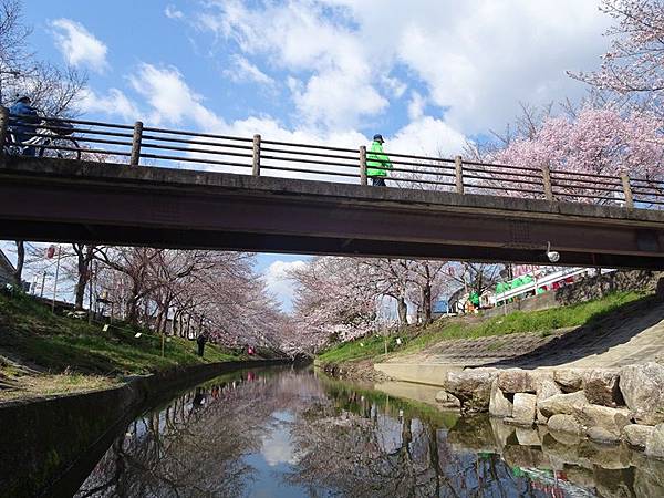 京都賞櫻行:奈良佐保川櫻花隧道