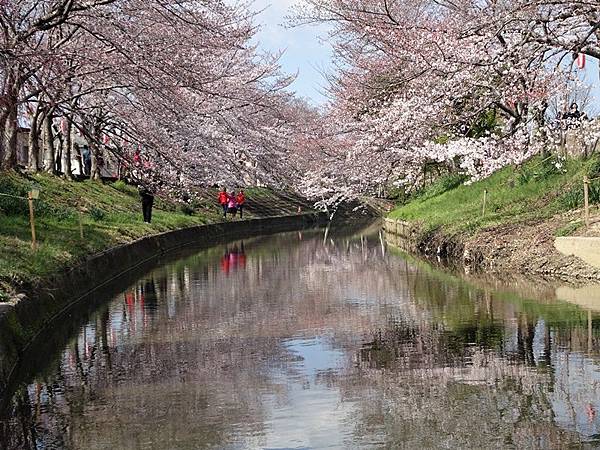 京都賞櫻行:奈良佐保川櫻花隧道