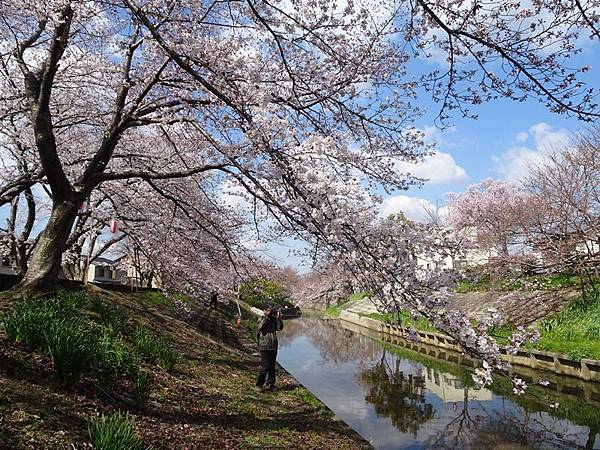 京都賞櫻行:奈良佐保川櫻花隧道