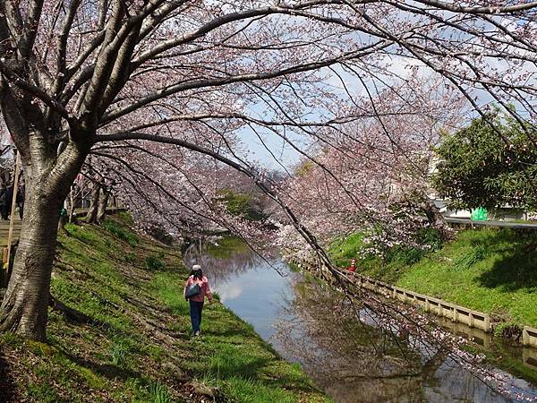 京都賞櫻行:奈良佐保川櫻花隧道