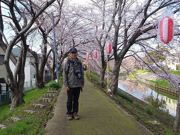 京都賞櫻行:奈良佐保川櫻花隧道