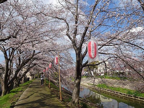 京都賞櫻行:奈良佐保川櫻花隧道