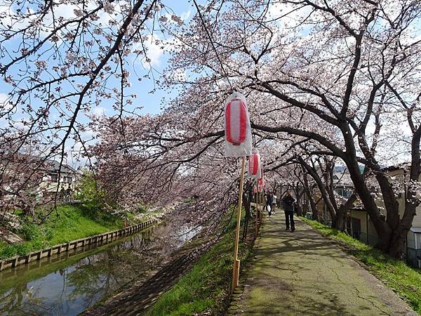 京都賞櫻行:奈良佐保川櫻花隧道