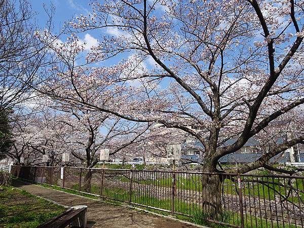 京都賞櫻行:奈良佐保川櫻花隧道