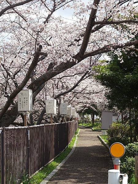 京都賞櫻行:奈良佐保川櫻花隧道