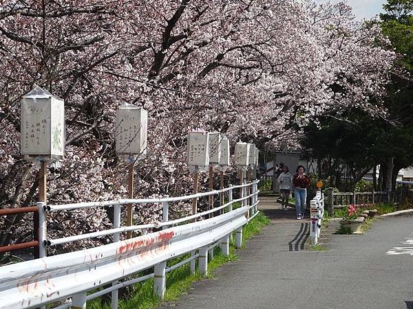 京都賞櫻行:奈良佐保川櫻花隧道