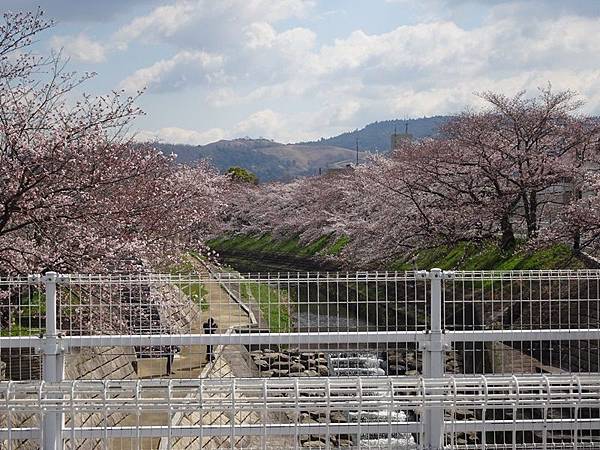 京都賞櫻行:奈良佐保川櫻花隧道