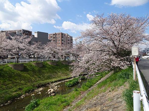 京都賞櫻行:奈良佐保川櫻花隧道