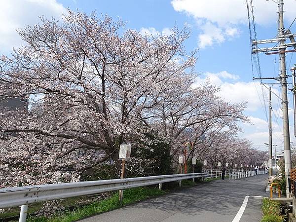 京都賞櫻行:奈良佐保川櫻花隧道