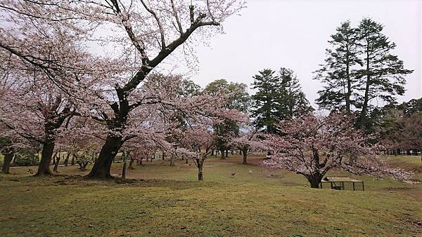 京都賞櫻行:冰室神社花開滿庭.奈良公園結緣櫻花小鹿