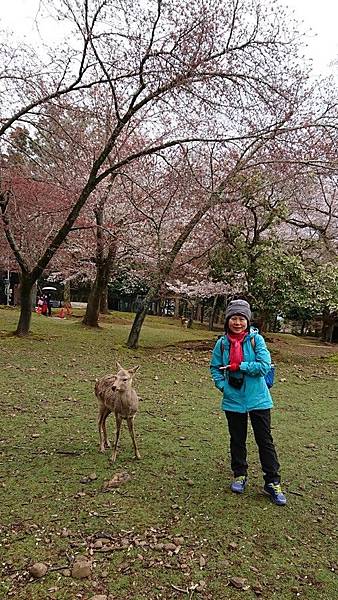 京都賞櫻行:冰室神社花開滿庭.奈良公園結緣櫻花小鹿