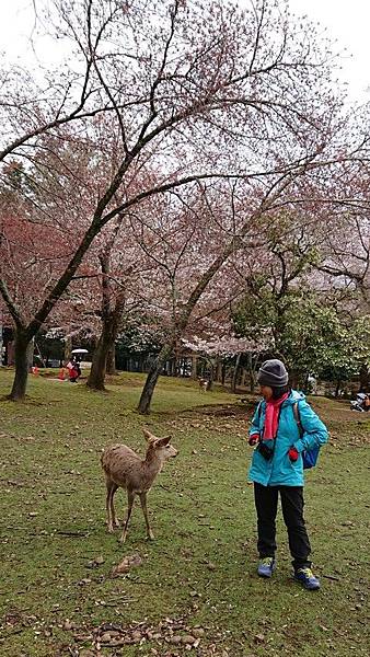 京都賞櫻行:冰室神社花開滿庭.奈良公園結緣櫻花小鹿