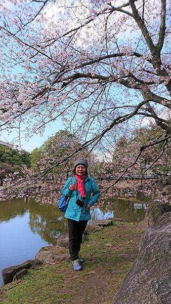 京都賞櫻行:冰室神社花開滿庭.奈良公園結緣櫻花小鹿